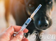 狂犬疫苗
